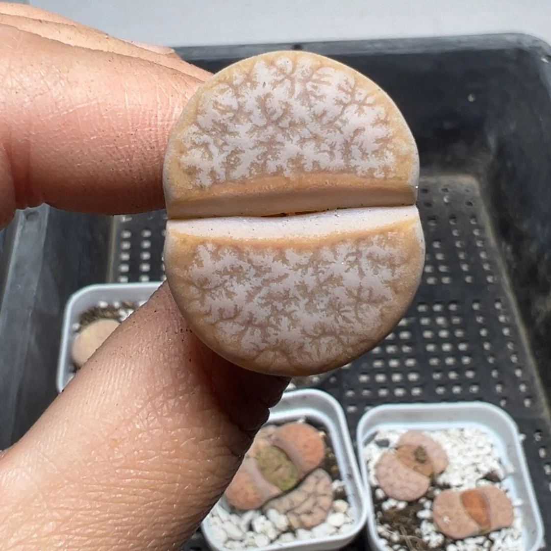 【闪购商品】873……