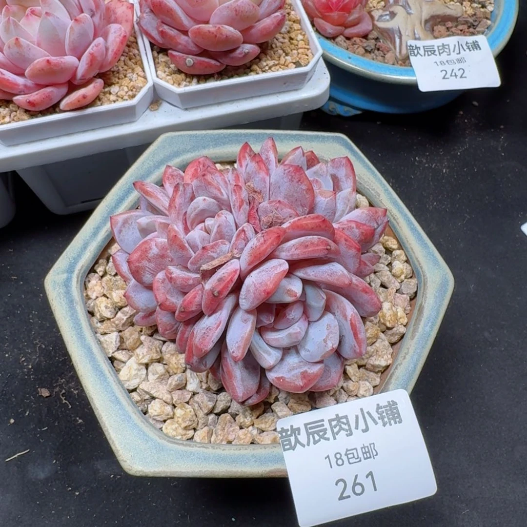 G*X多肉植物  261  雪天使