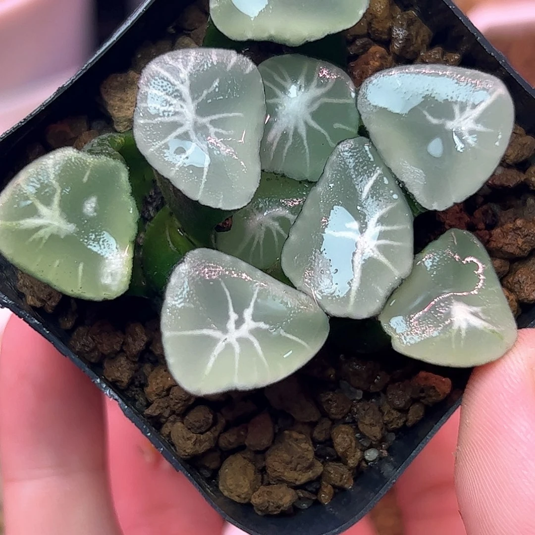 星万象十二卷多肉植物满