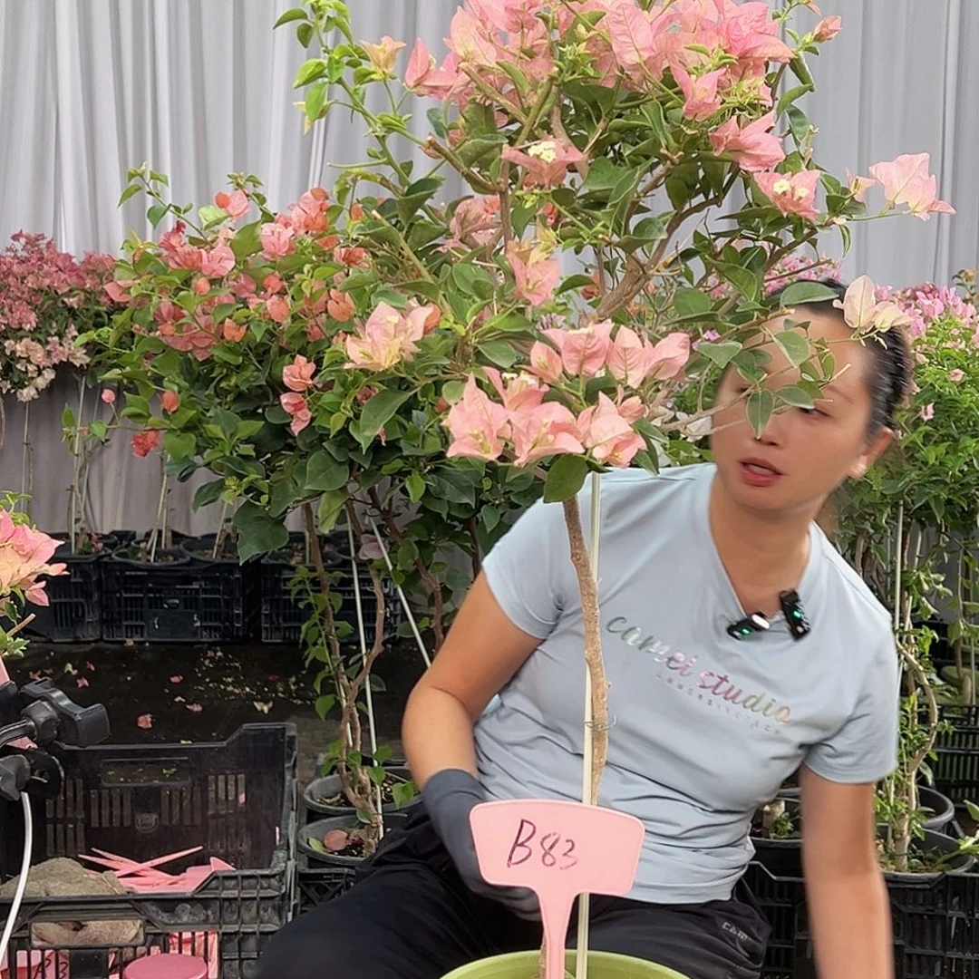 星****当前无花栽培后可以开花B83卡雅塔