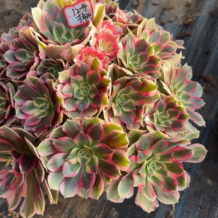 粉体女巫多肉不包损24