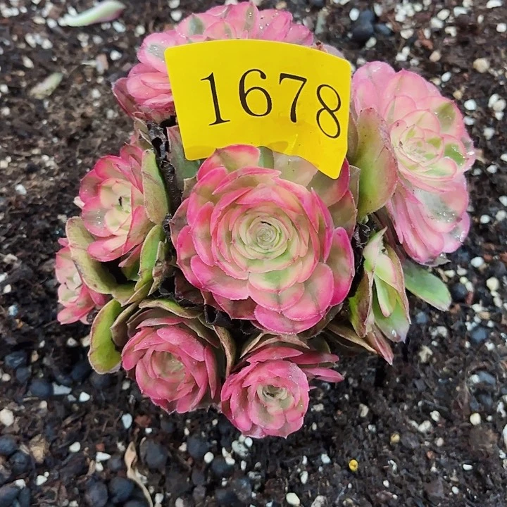 多肉植物福利1678