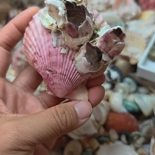 石材天然海螺藤壶贝