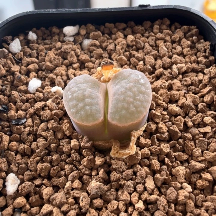 园艺雪花磁铁 带盆发