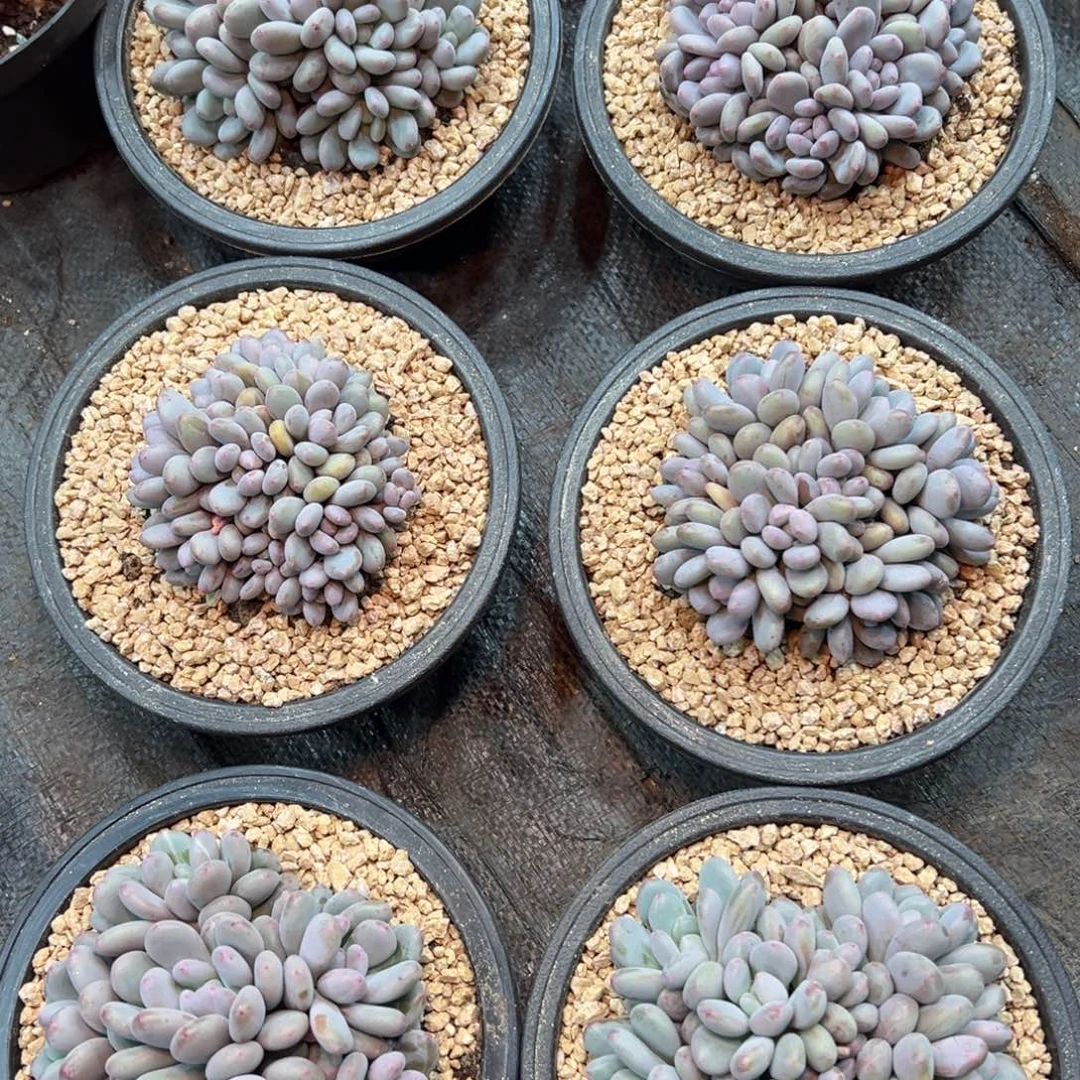 香香雪美人群生平头10厘米