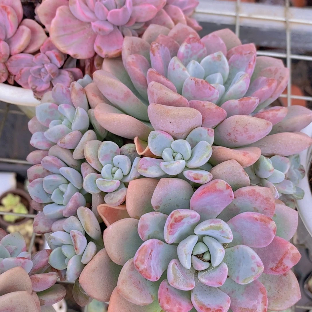 花斑鹿双头起发带崽