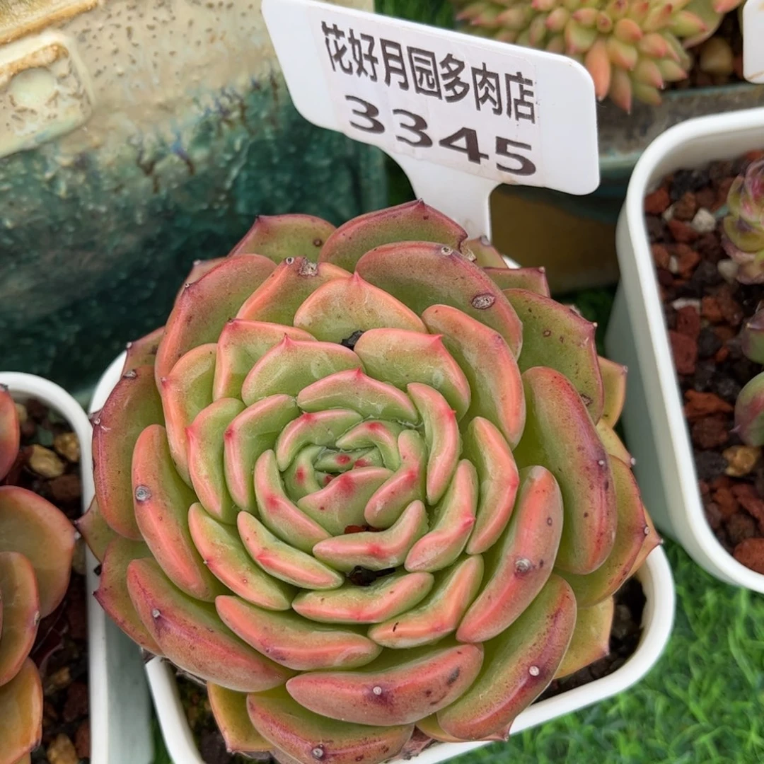 用***2多肉植物3345…………