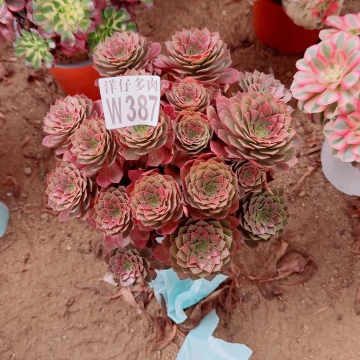 387红魔官服22左右2