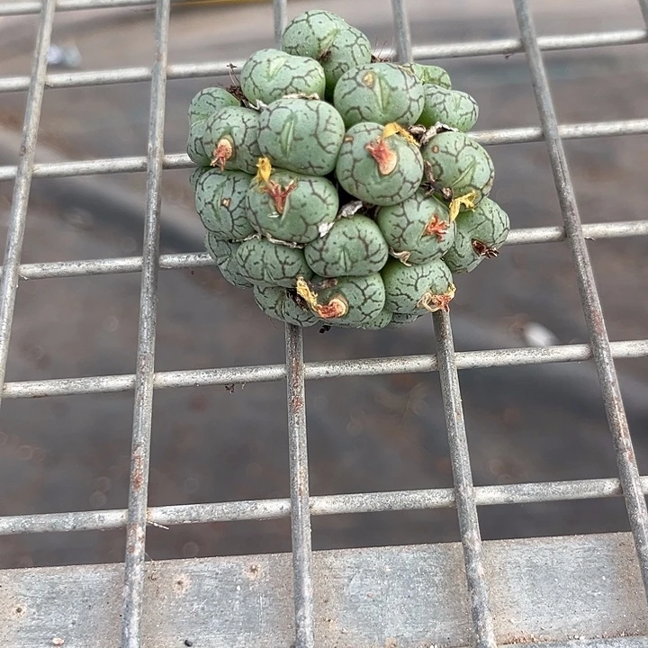 高***か我也不知道我为什么要