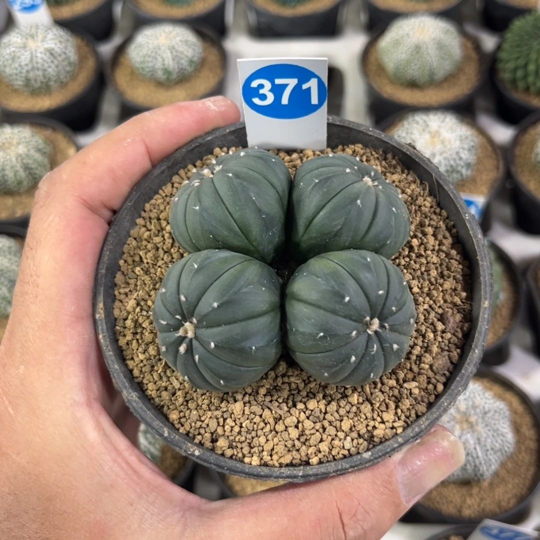 371实生多头星兜带盆带土