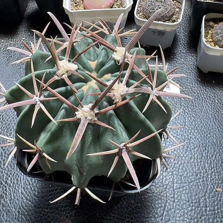 358凌波脱土发货实生