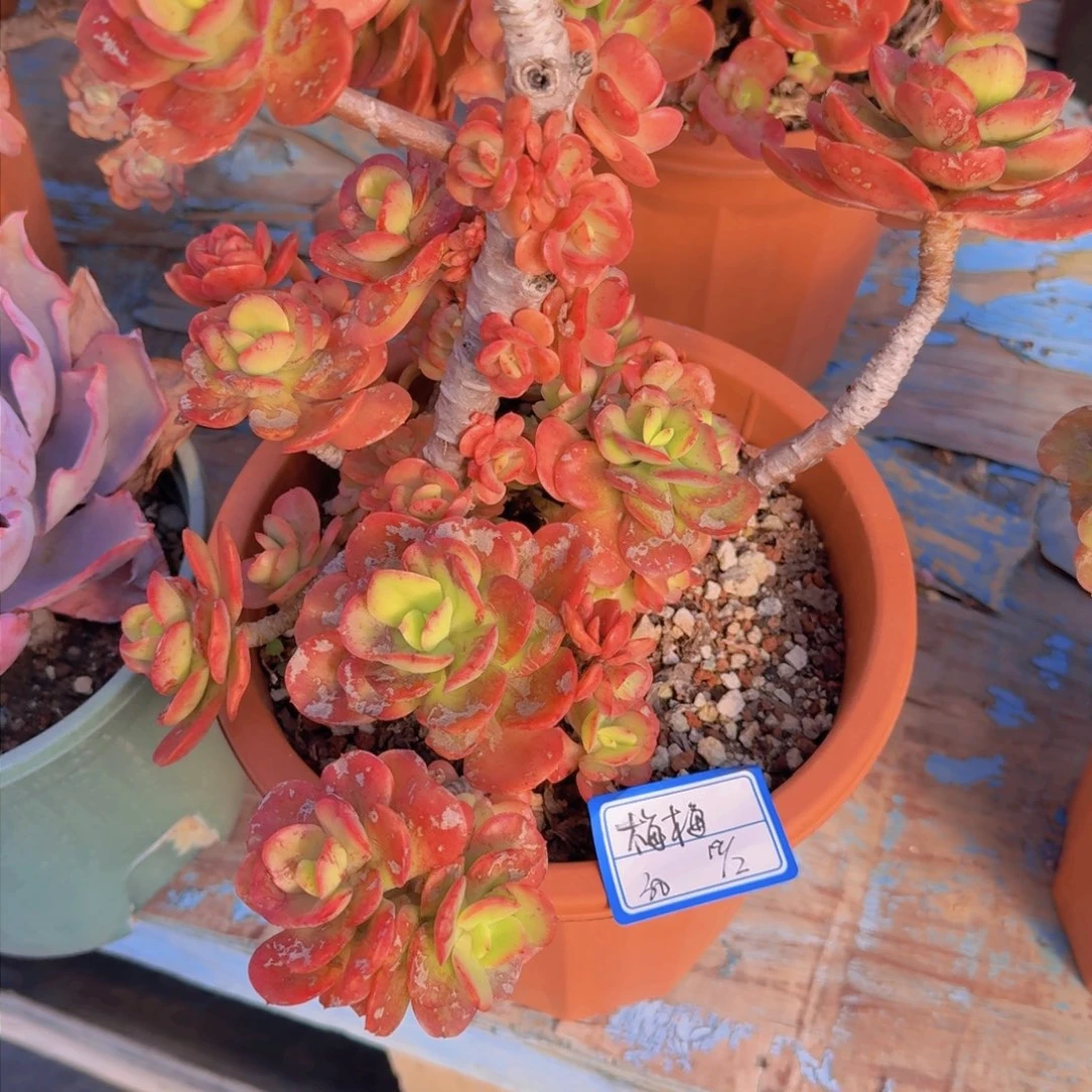 梅*梅梅红梅凡艺多肉