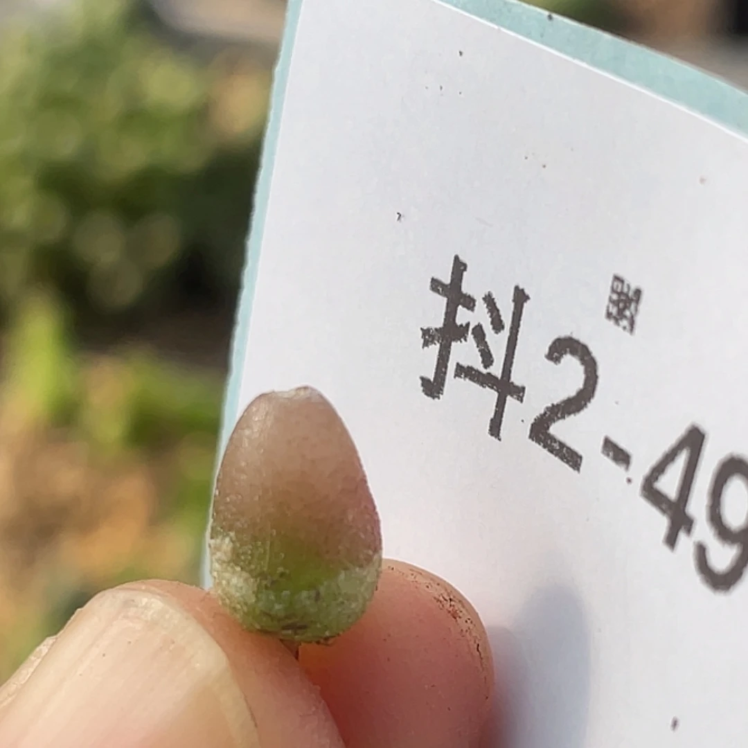 2-49哈默灯泡肉锥