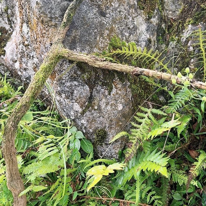 无花朵贵州刺黄连一颗