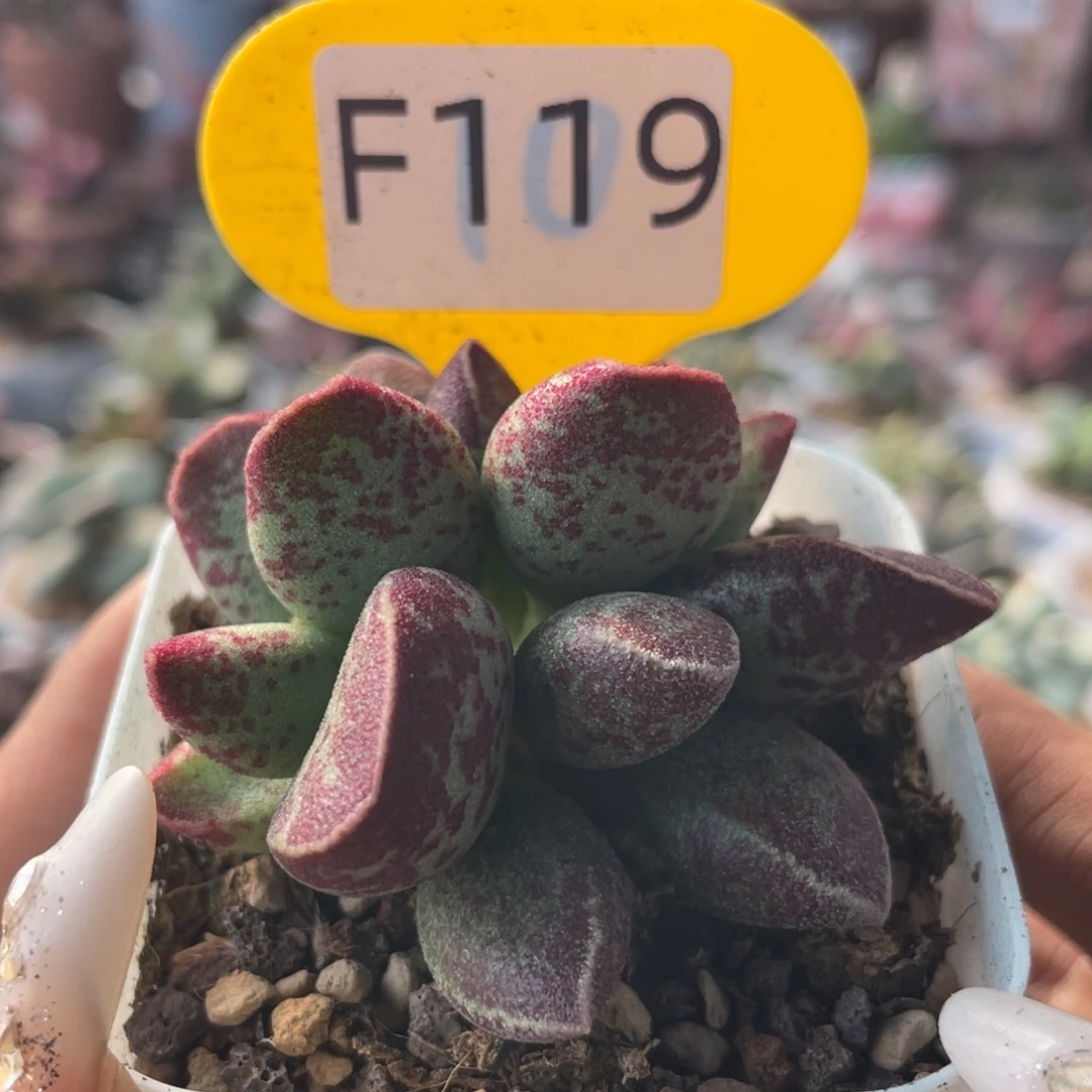 花斑鹿。 F119。