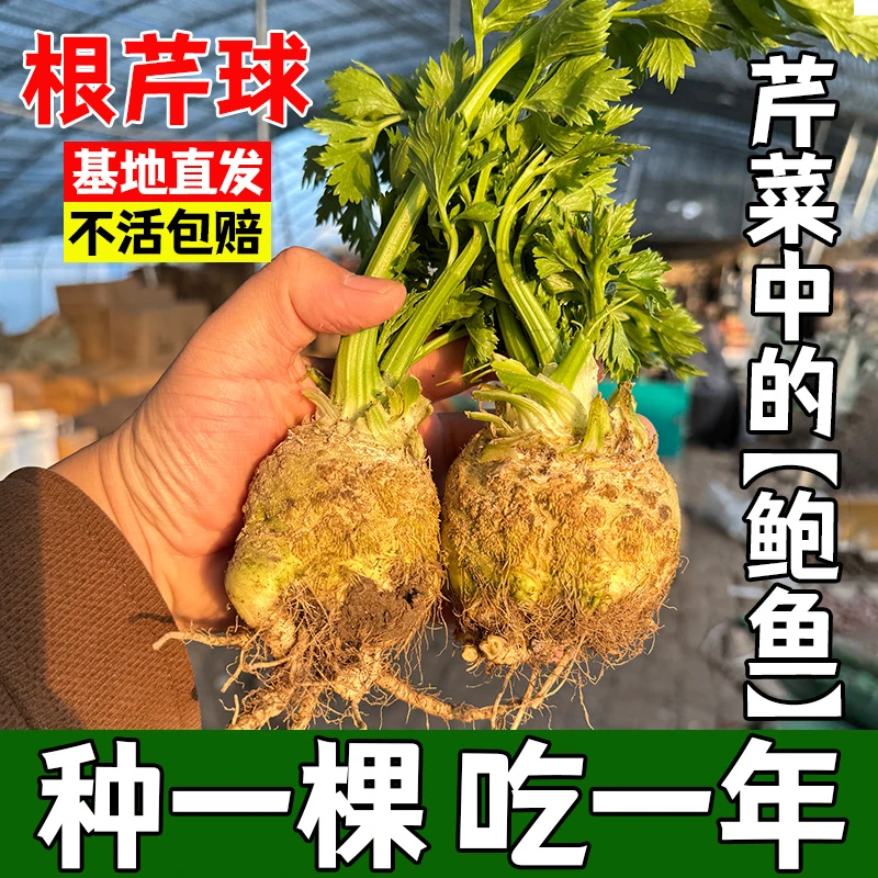 根芹秧苗根芹种籽芹菜苗子四季可盆栽高产阳台种植秧苗穴盘根芹苗