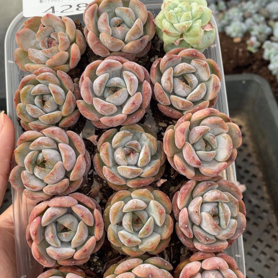 云糖心多肉植物428