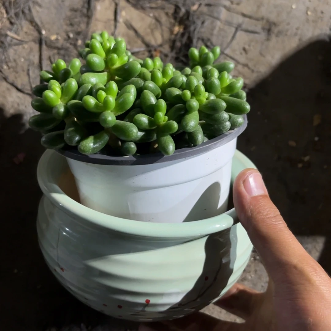 →***莹新疆包邮 绿龟之卵花盆一单