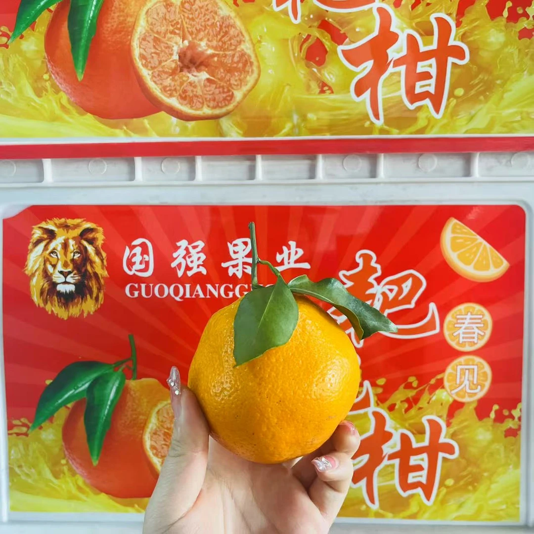 25 国强果业 春见耙耙柑 水分足  粒粒爆汁 5斤分装【只发河南省】