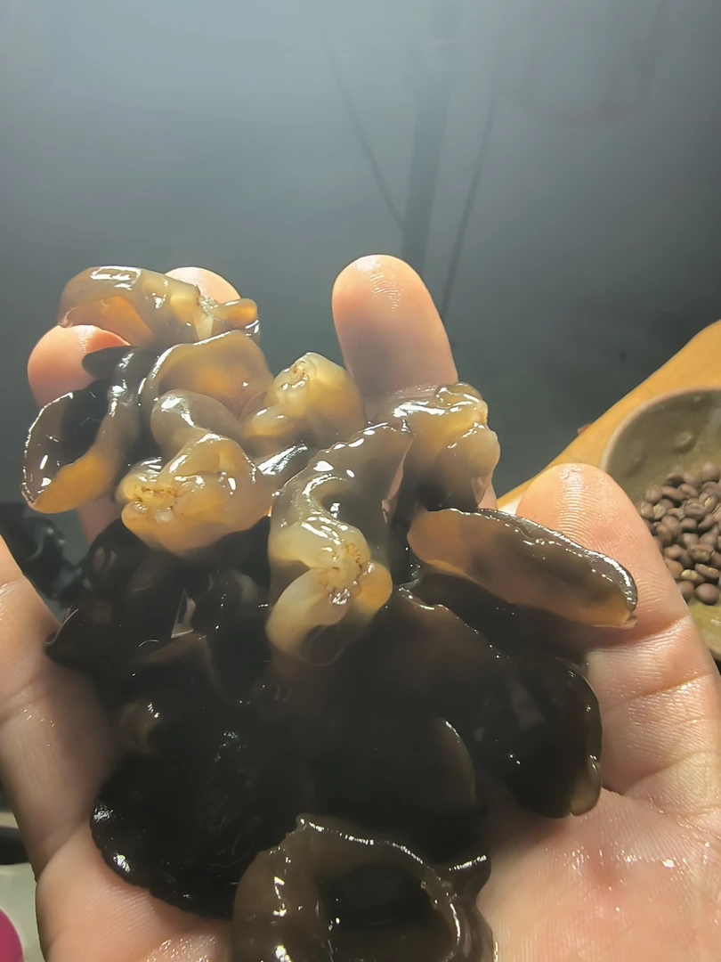 云南高海拔森林晒干山木耳黑木耳