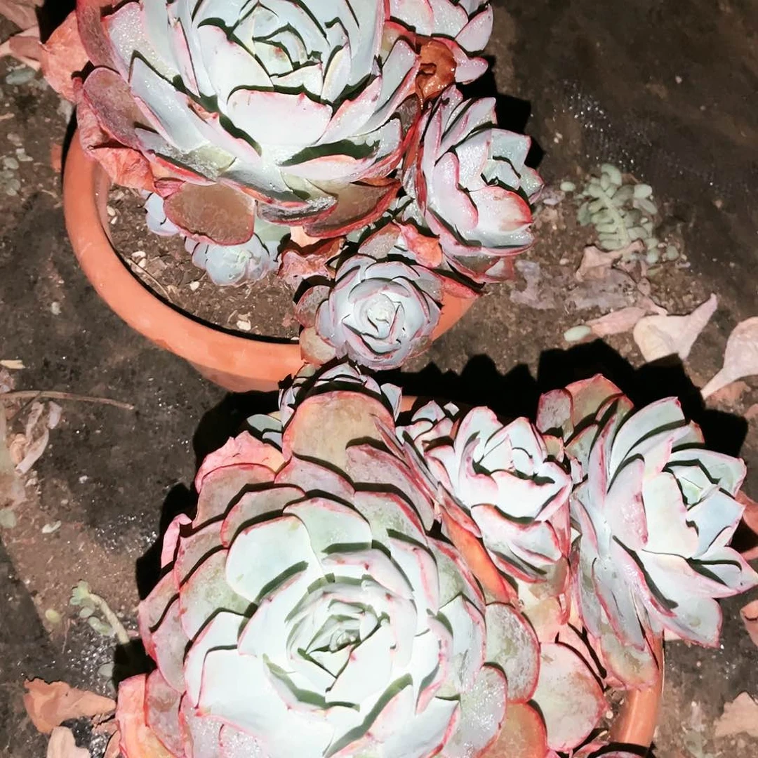 9****哥白玫瑰16.99多肉植物