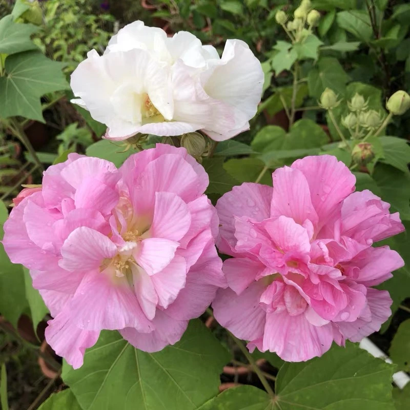 三醉芙蓉变色木芙蓉耐寒室内阳台庭院绿化当年开花盆栽重瓣
