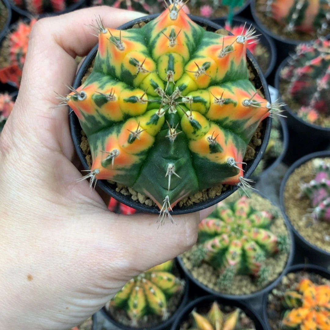 北****仙人球米哈牡丹锦