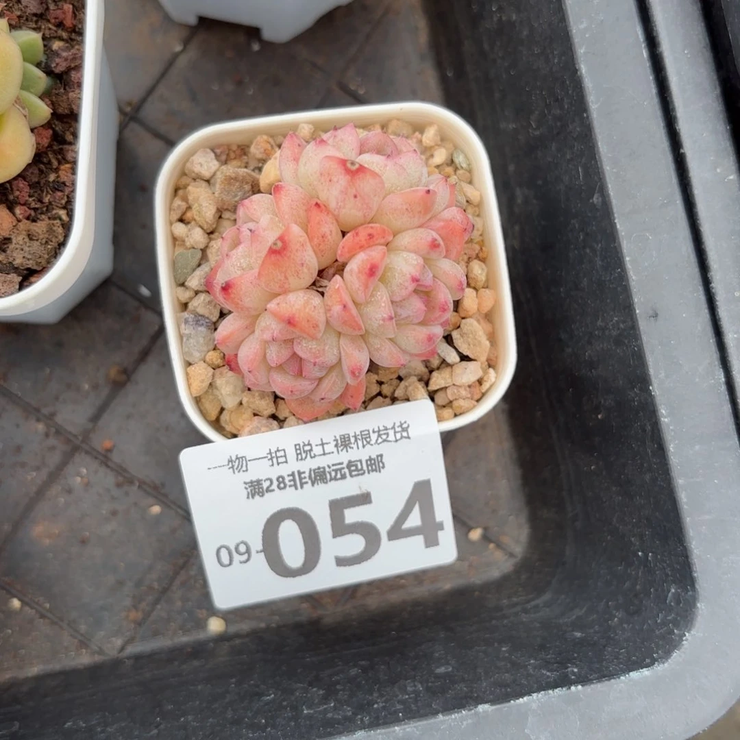 甜心珍妮群生多肉多肉多肉