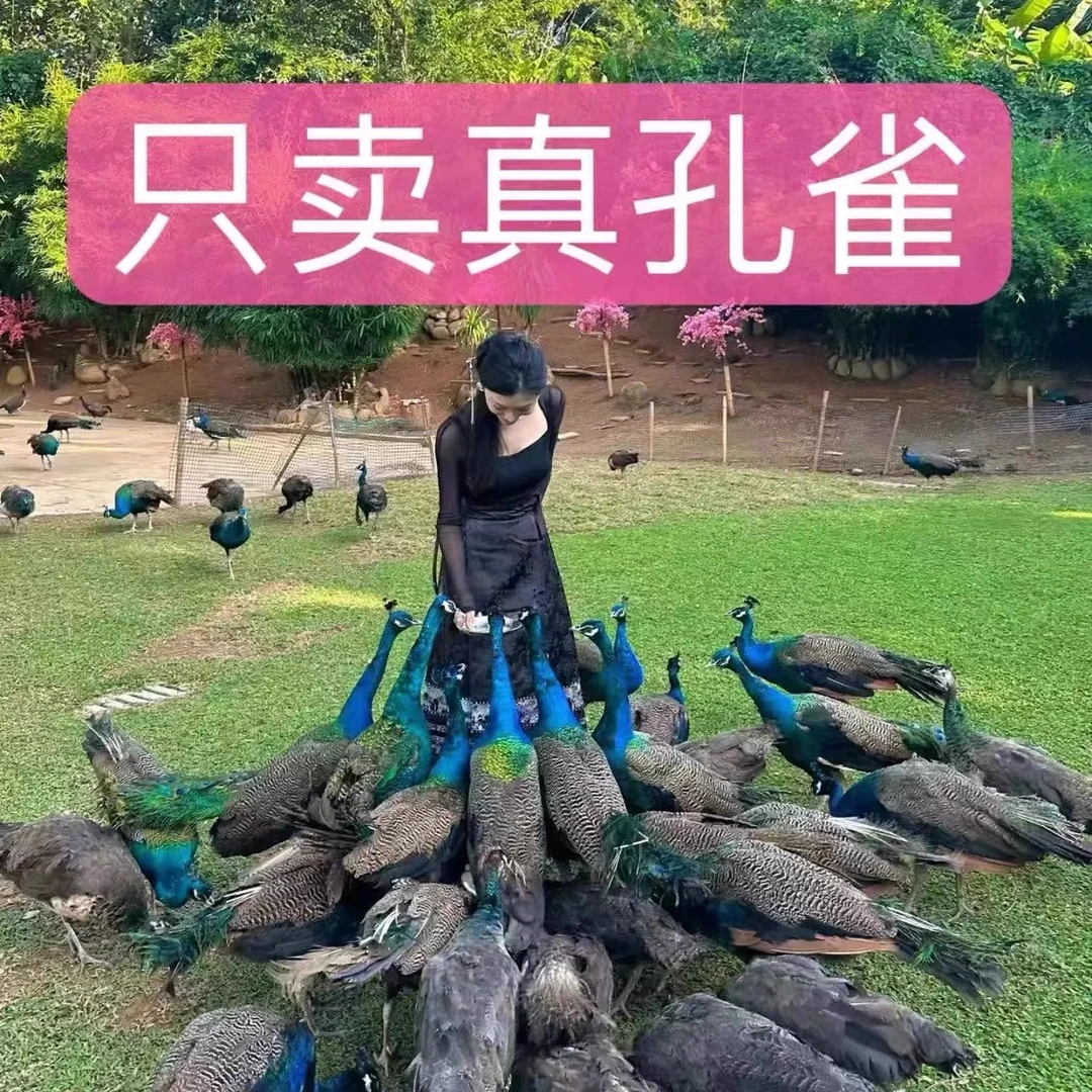 成年蓝孔雀宠物鸡活体观赏（顺丰包邮）