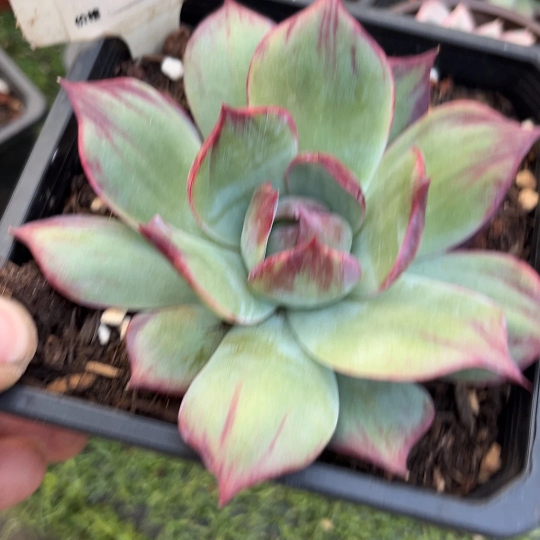 周***9惊鸿一瞥多肉植物628