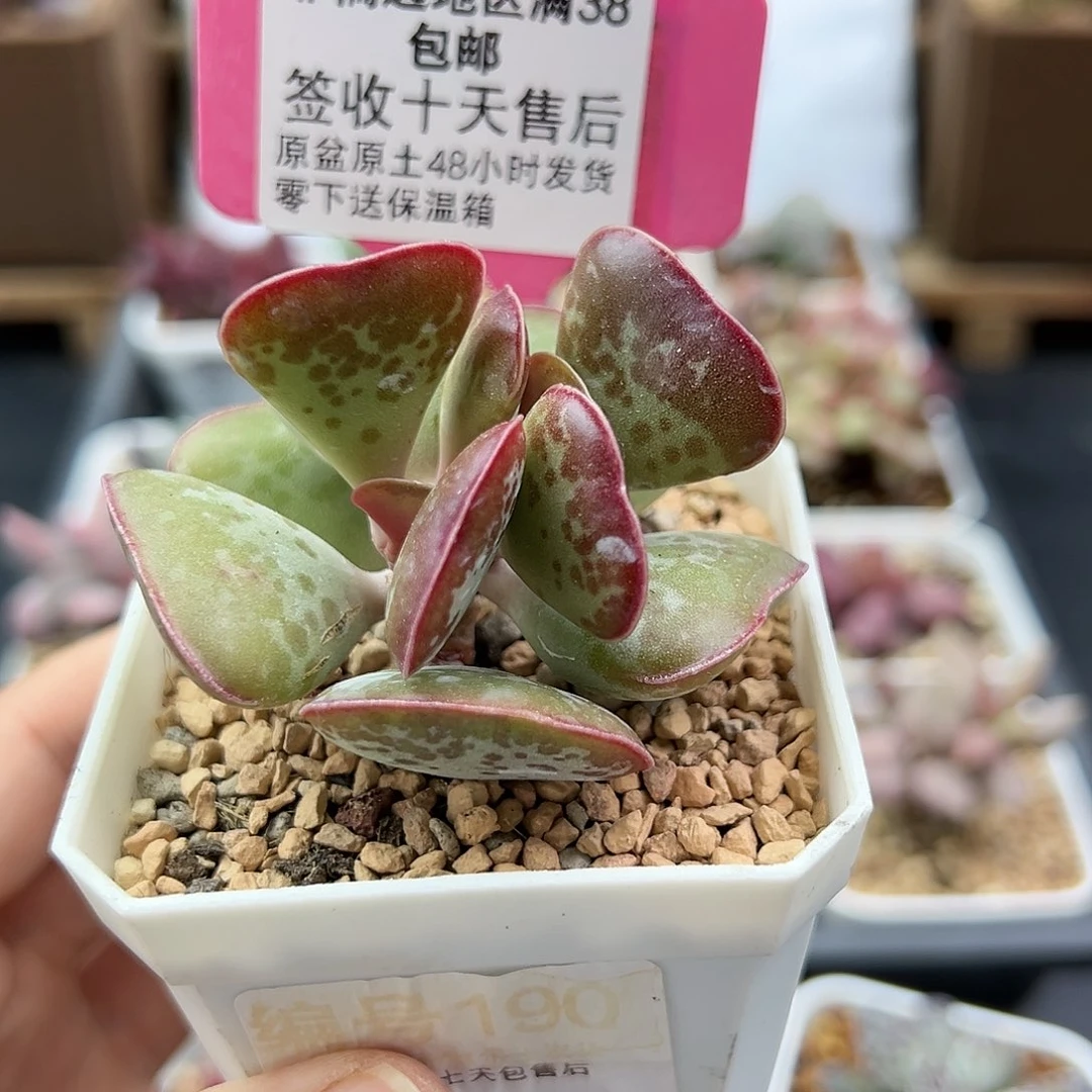 190爱心多肉植物
