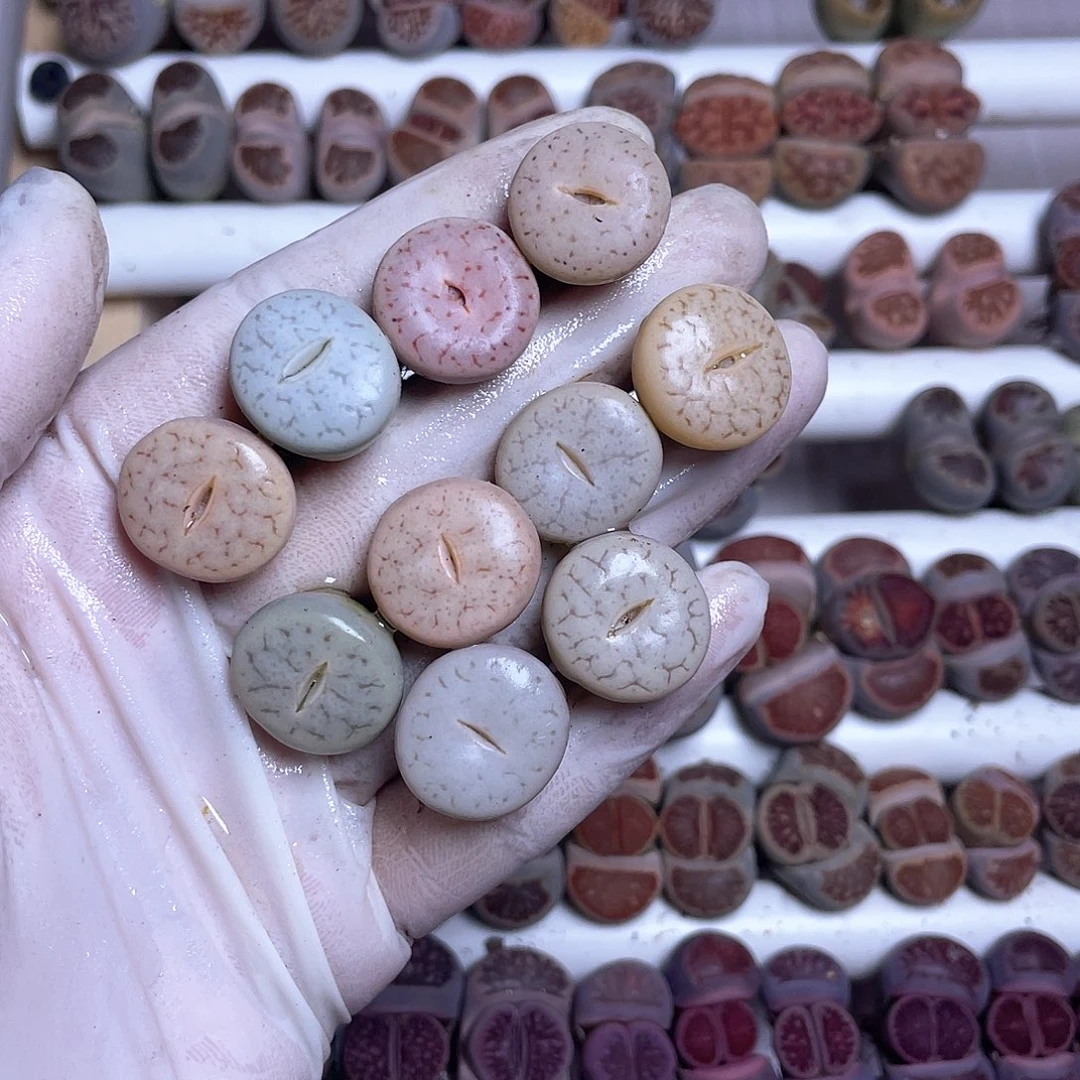 653 纽扣圆曲…………