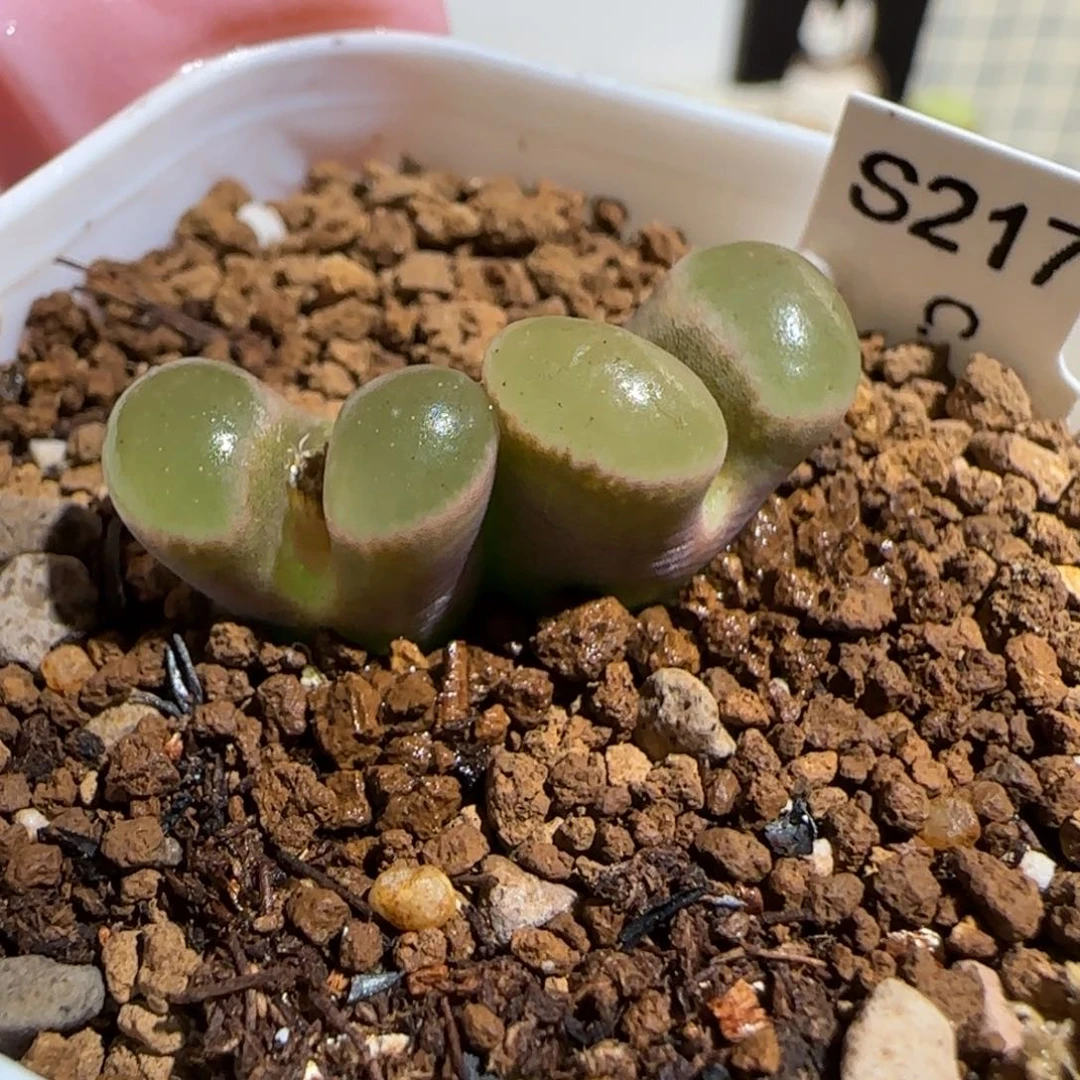 肉锥多肉植物组合-磁铁母本269