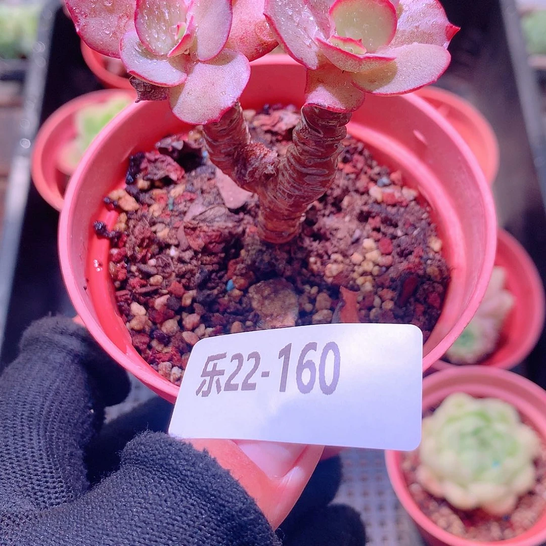 乐然22-160 秀妍双头