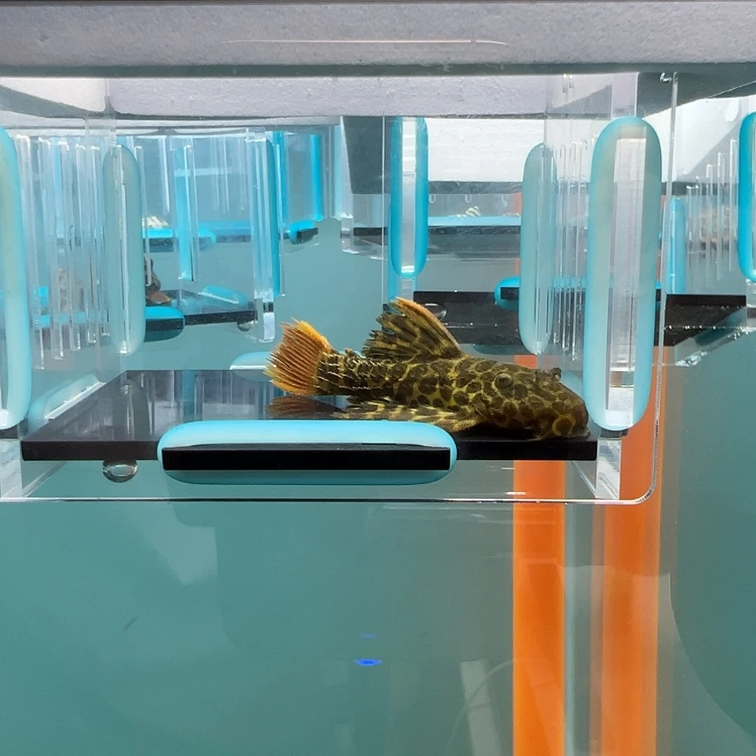 清道夫录完整开箱视频、入缸后不包损6.5