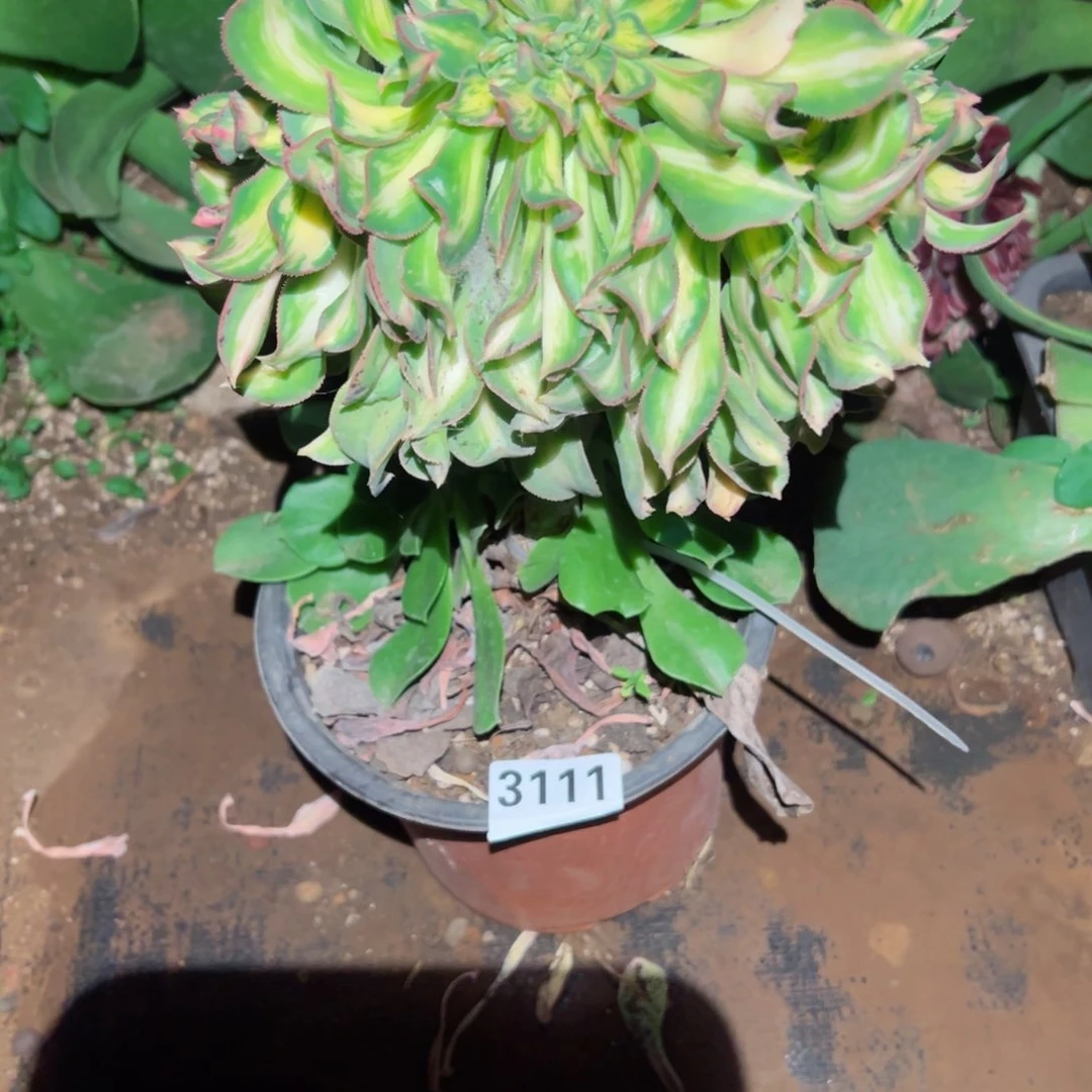 你3111 号多肉植物法师新年福利