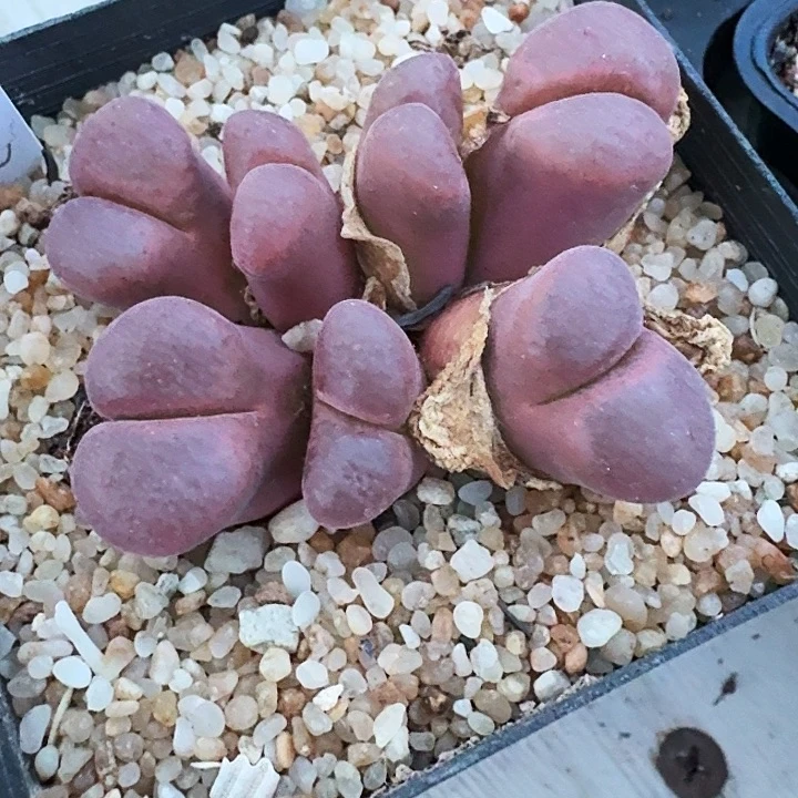 无花朵h****k多肉植物