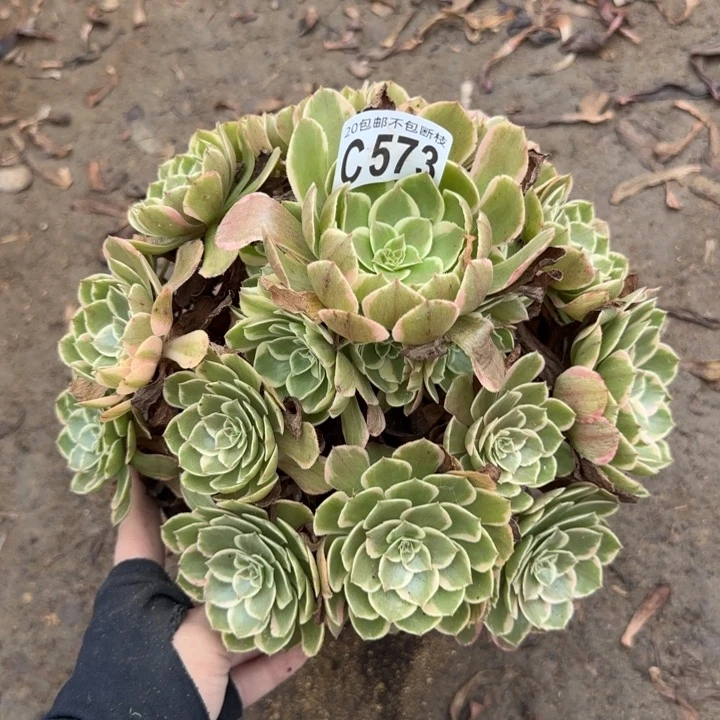 粉花妖……多肉植物……