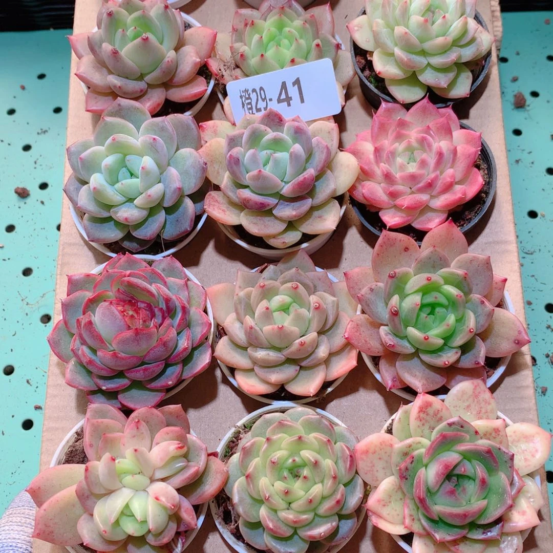 29-41一物一拍多肉带盆18颗