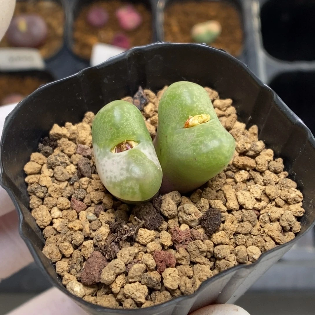 多肉植物肉锥杂交K-4483 风铃杂 锦