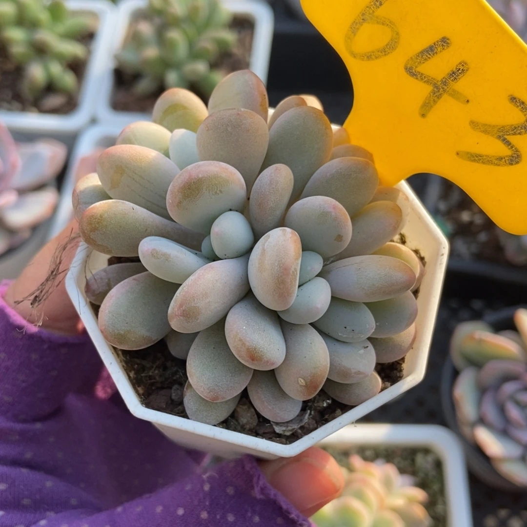 643粉兔多肉植物多肉