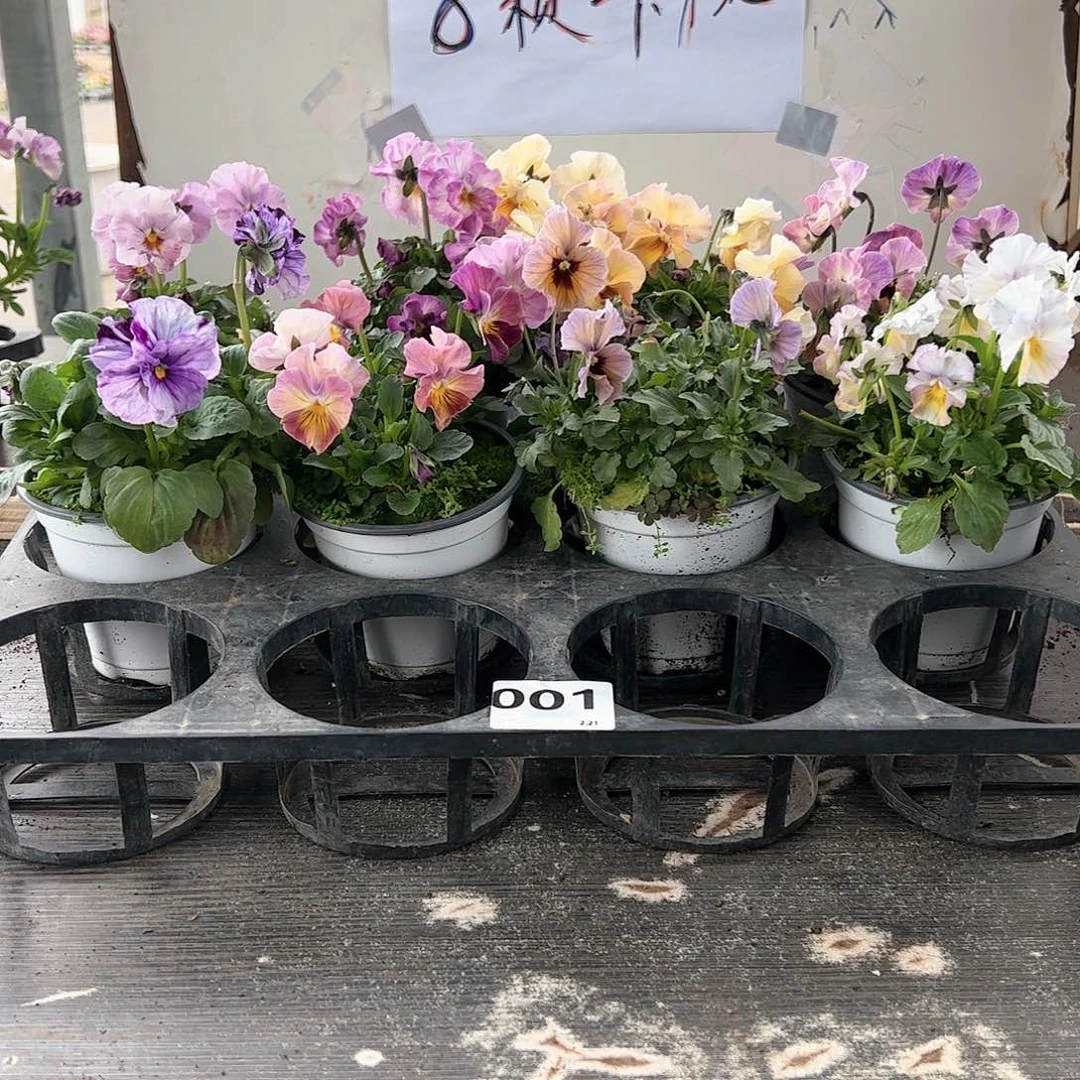 【闪购商品】001号