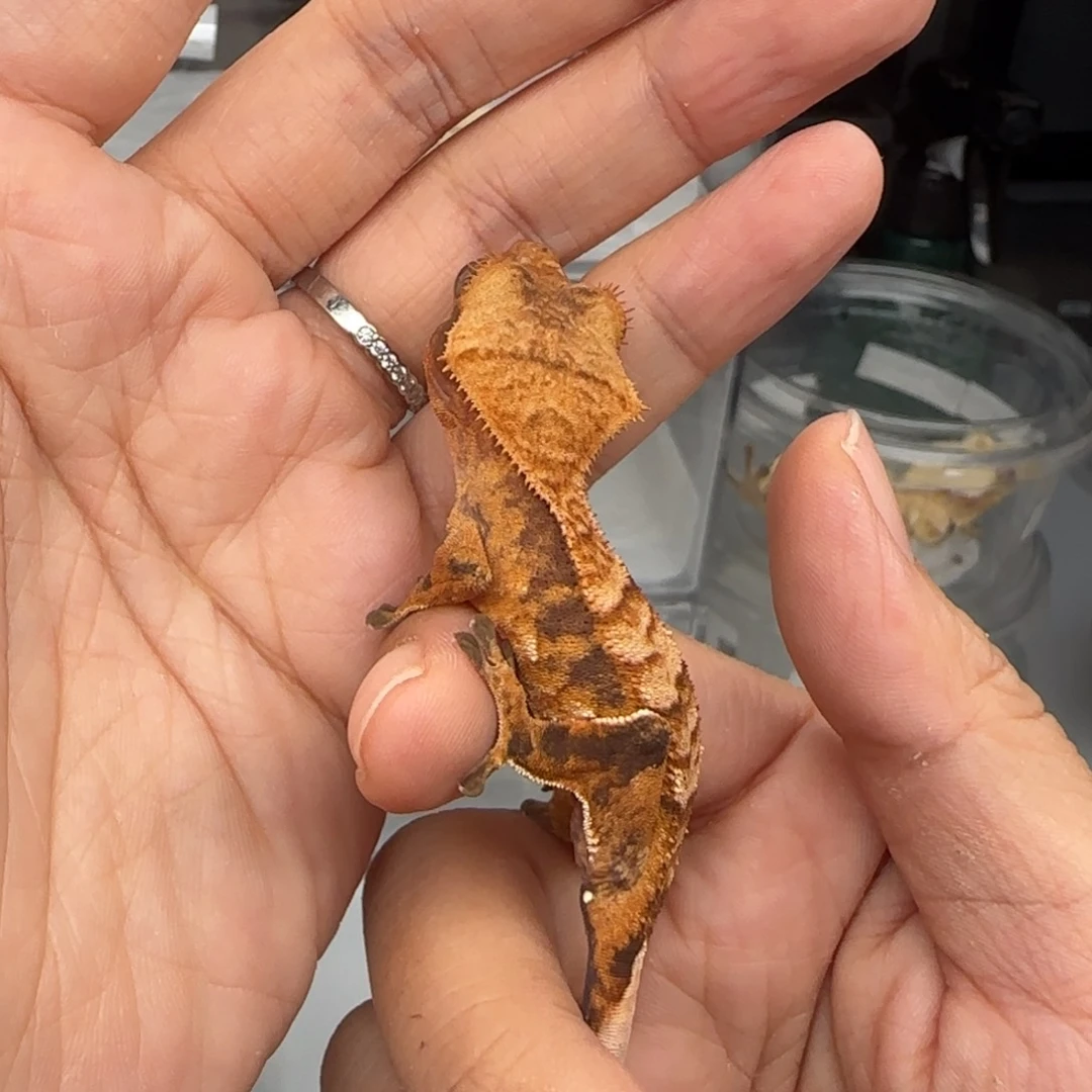 睫角守宫爱吃果泥弟弟