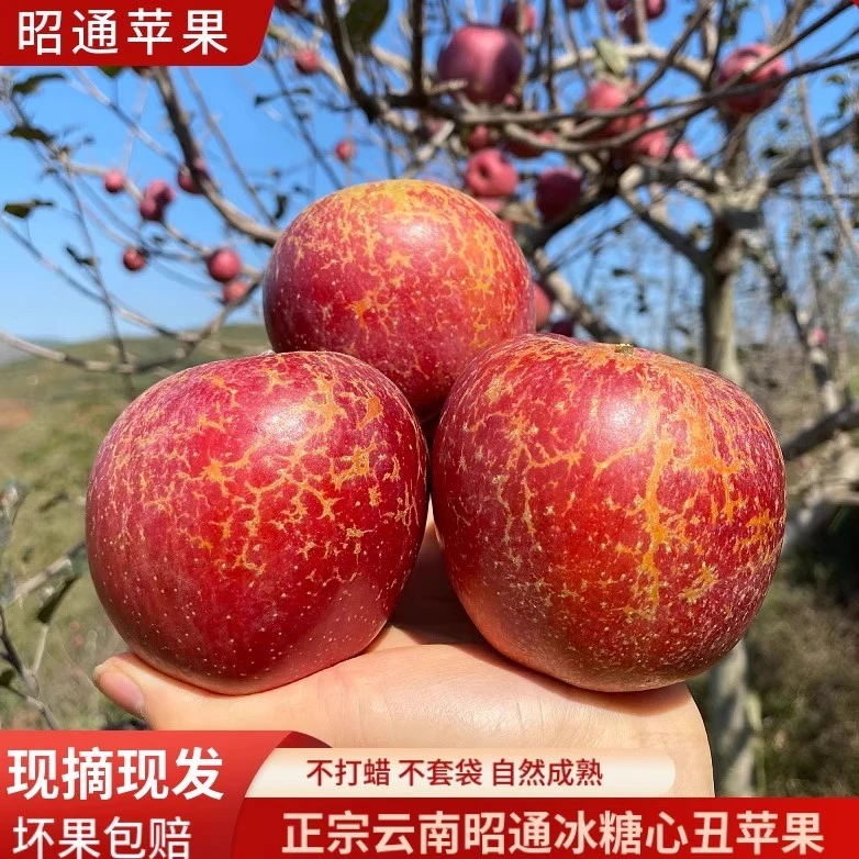 云南昭通正宗糖心丑苹果新鲜现摘脆甜多汁当季水果整箱产地直发
