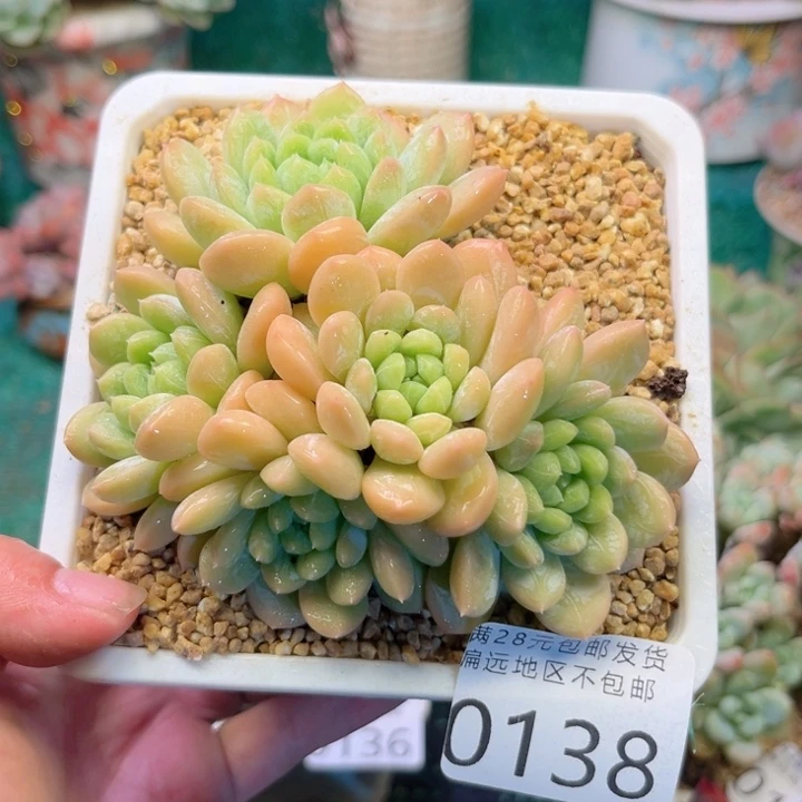 大0138:）zgzvchhhhh