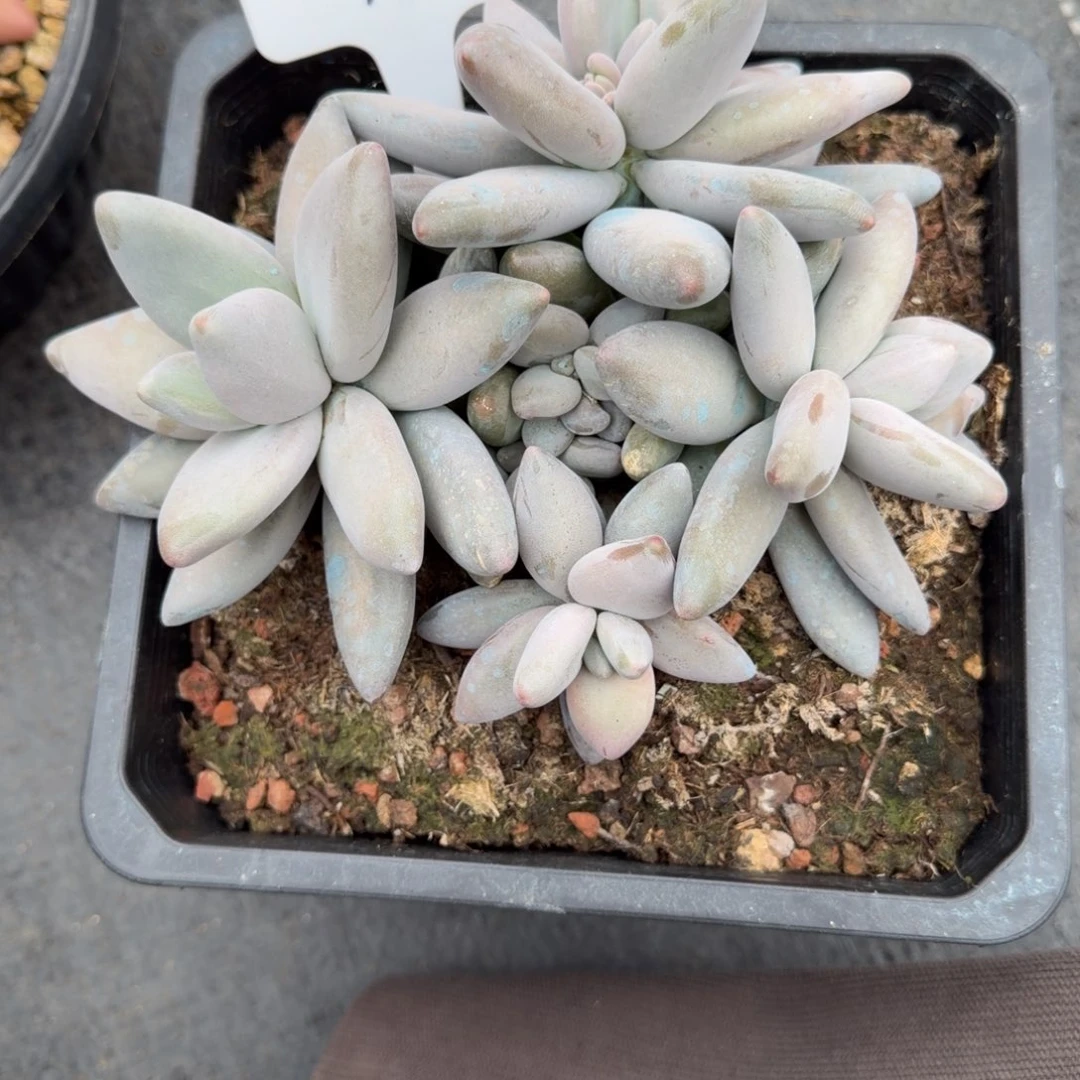 一物一拍超肥企鹅多头16