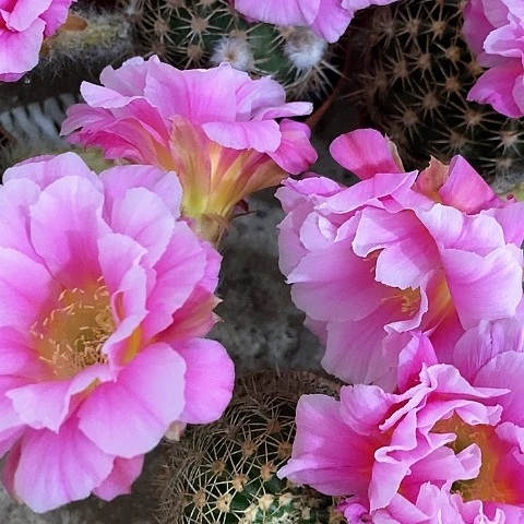 丘比特，5公分左右