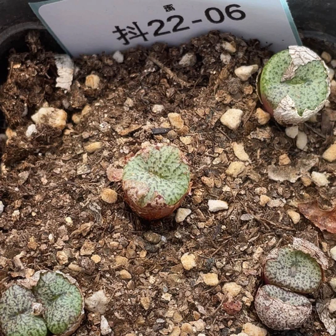 22-6秘纹安贞多肉植物