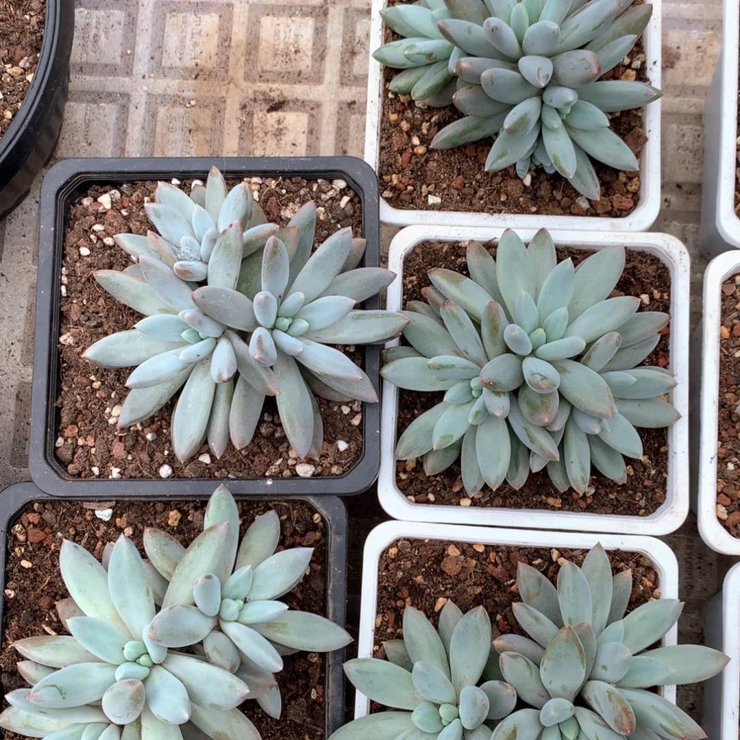 哥特3头起随机 售后范围：签收起7天内