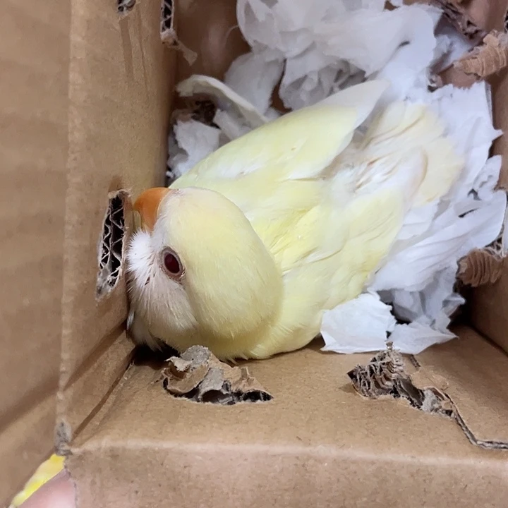 搁*、牡丹半毛一只
